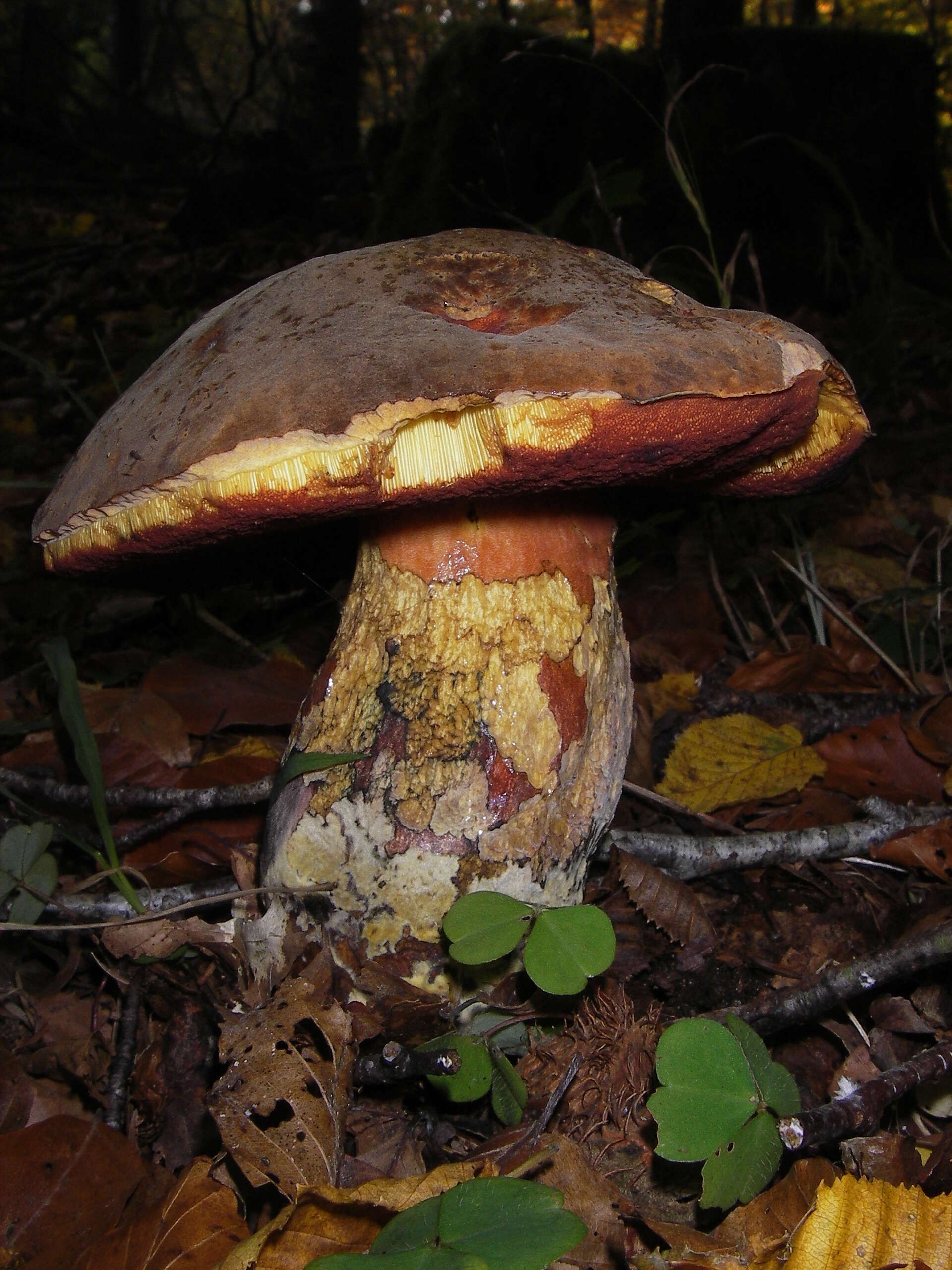 Image of Neoboletus luridiformis (Rostk.) Gelardi, Simonini & Vizzini 2014