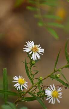 Image of white panicle aster