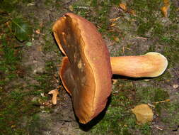 Image de Bolet à pied rouge