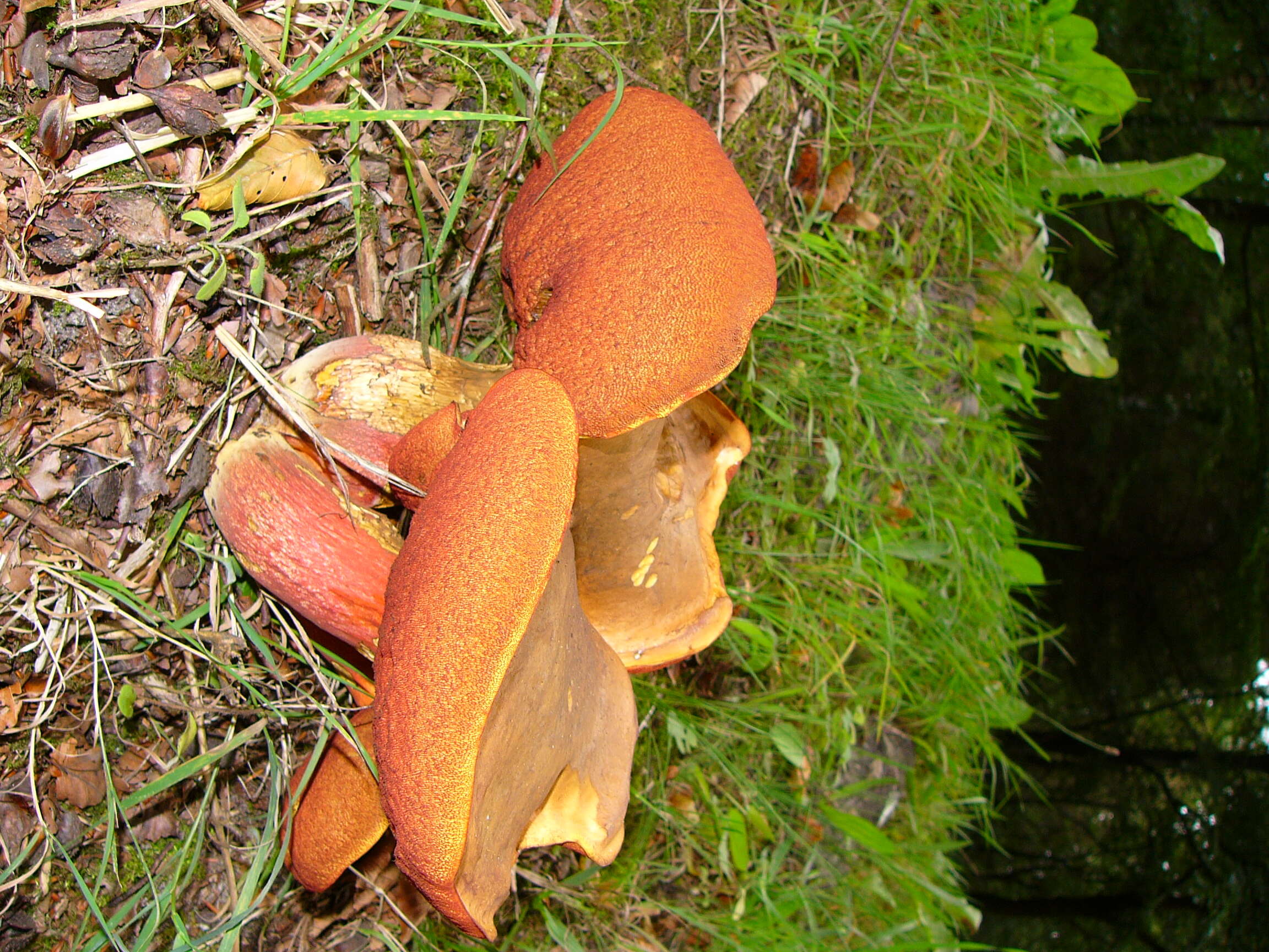 Image of Neoboletus luridiformis (Rostk.) Gelardi, Simonini & Vizzini 2014