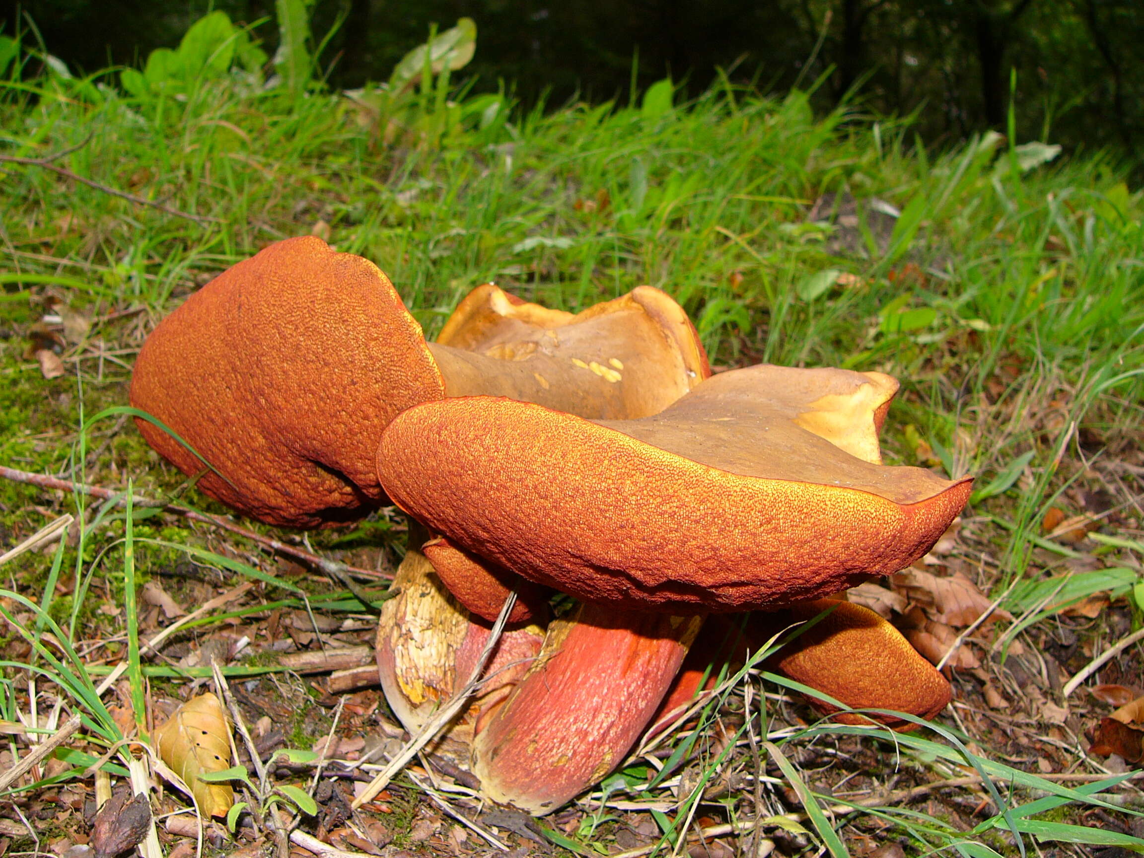 Image of Neoboletus luridiformis (Rostk.) Gelardi, Simonini & Vizzini 2014