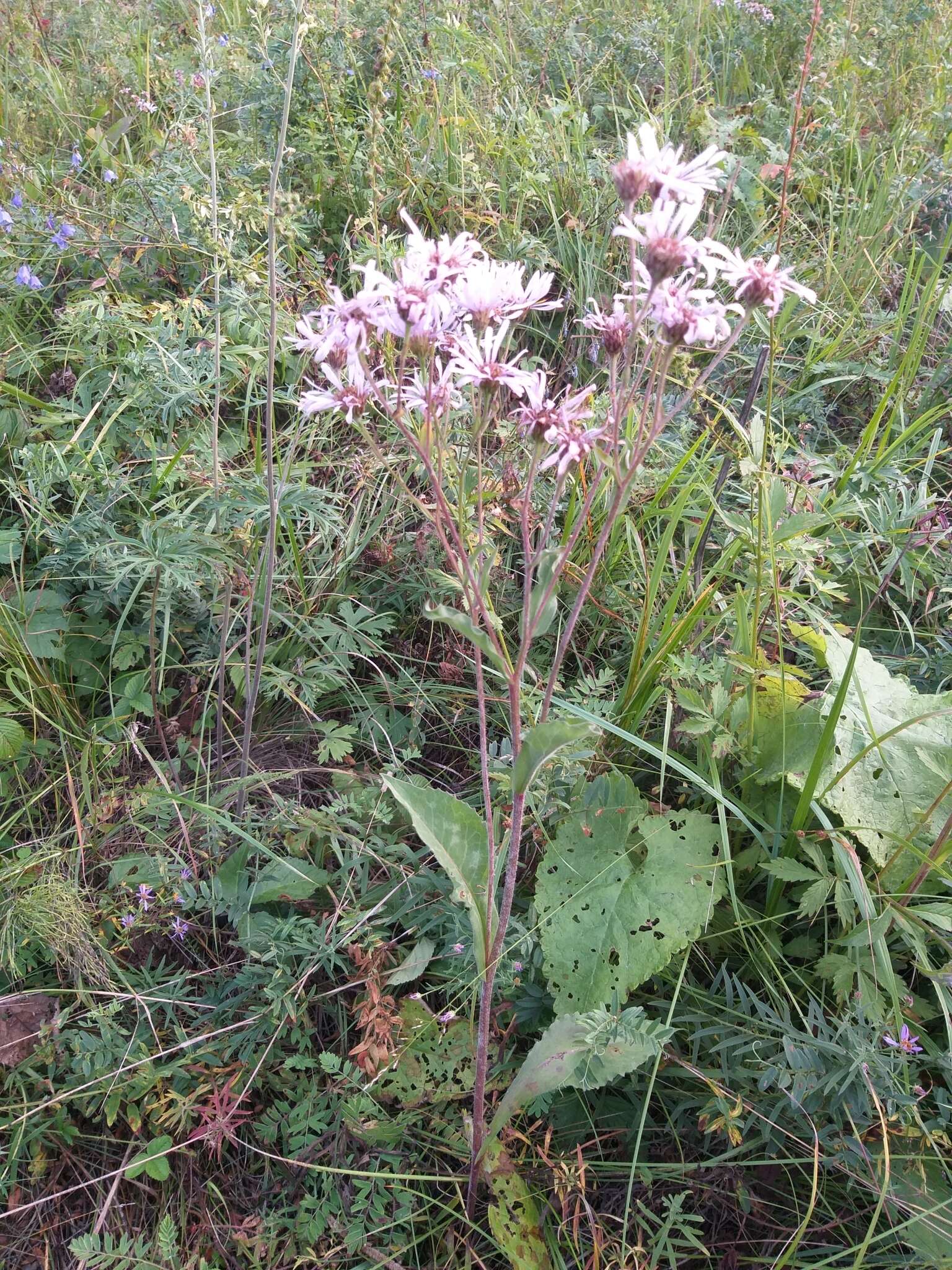 Image of Tatarian aster