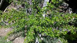 Image of gooseberry currant