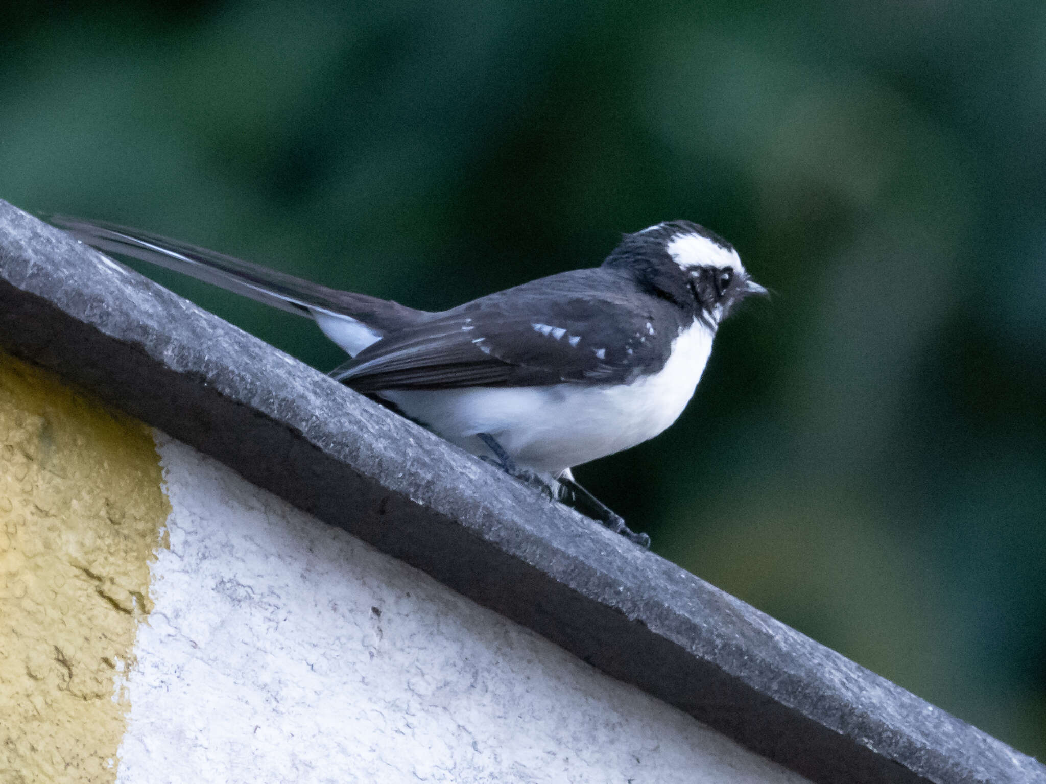 Image of White-browed Fantail