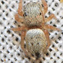 Image of Heliophanus agricola Wesolowska 1986