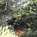 Image of Philippine Coucal