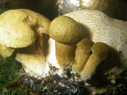 Image of Pseudoboletus parasiticus (Bull.) Šutara 1991