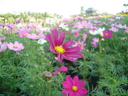 Image of garden cosmos