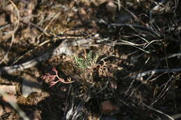 Image of Pelargonium caucalifolium subsp. caucalifolium