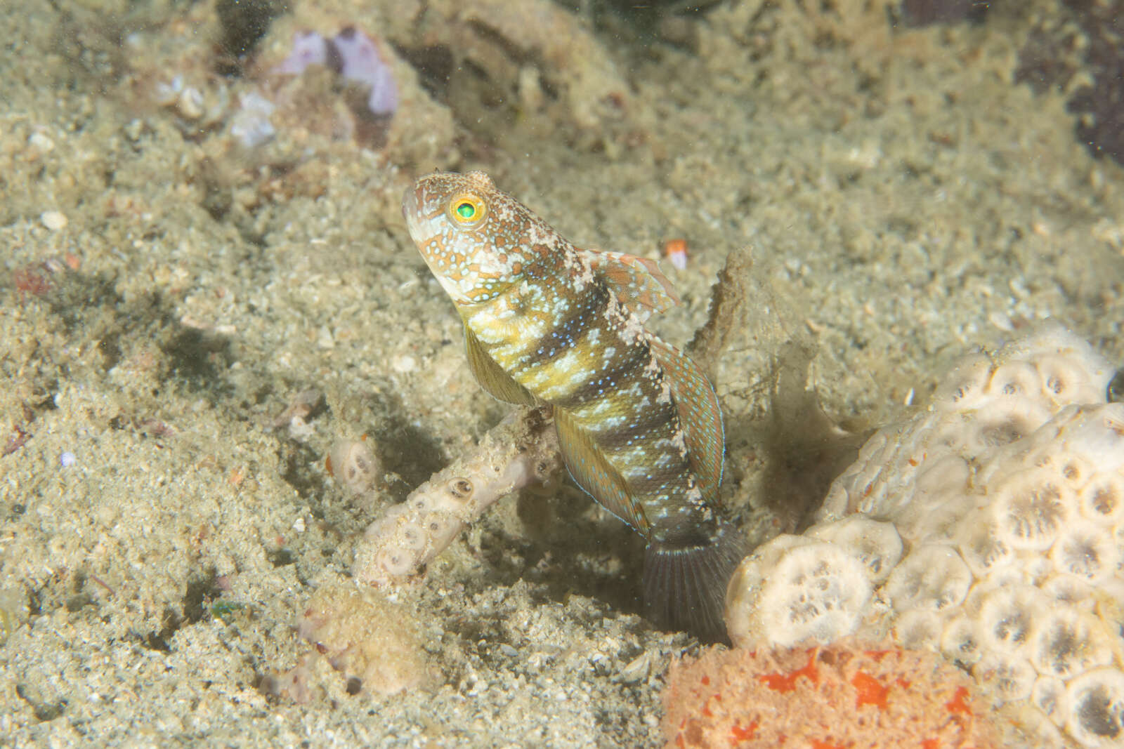 صورة Amblygobius sphynx (Valenciennes 1837)