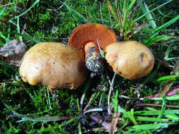 Image of Chalciporus piperatus