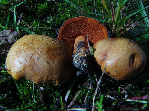 Image of Chalciporus piperatus