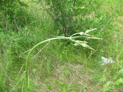 Image of Scorzonera albicaulis Bunge