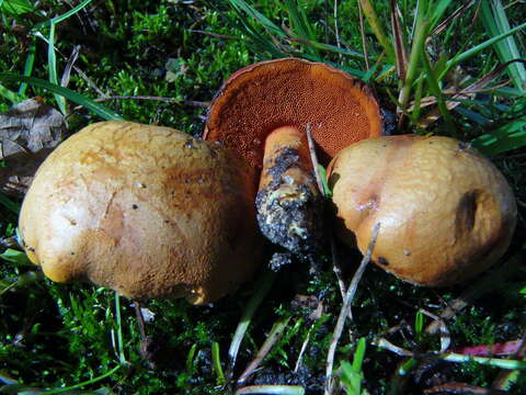 Imagem de Chalciporus piperatus