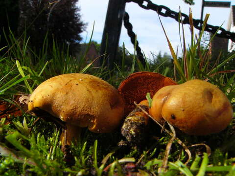 Imagem de Chalciporus piperatus