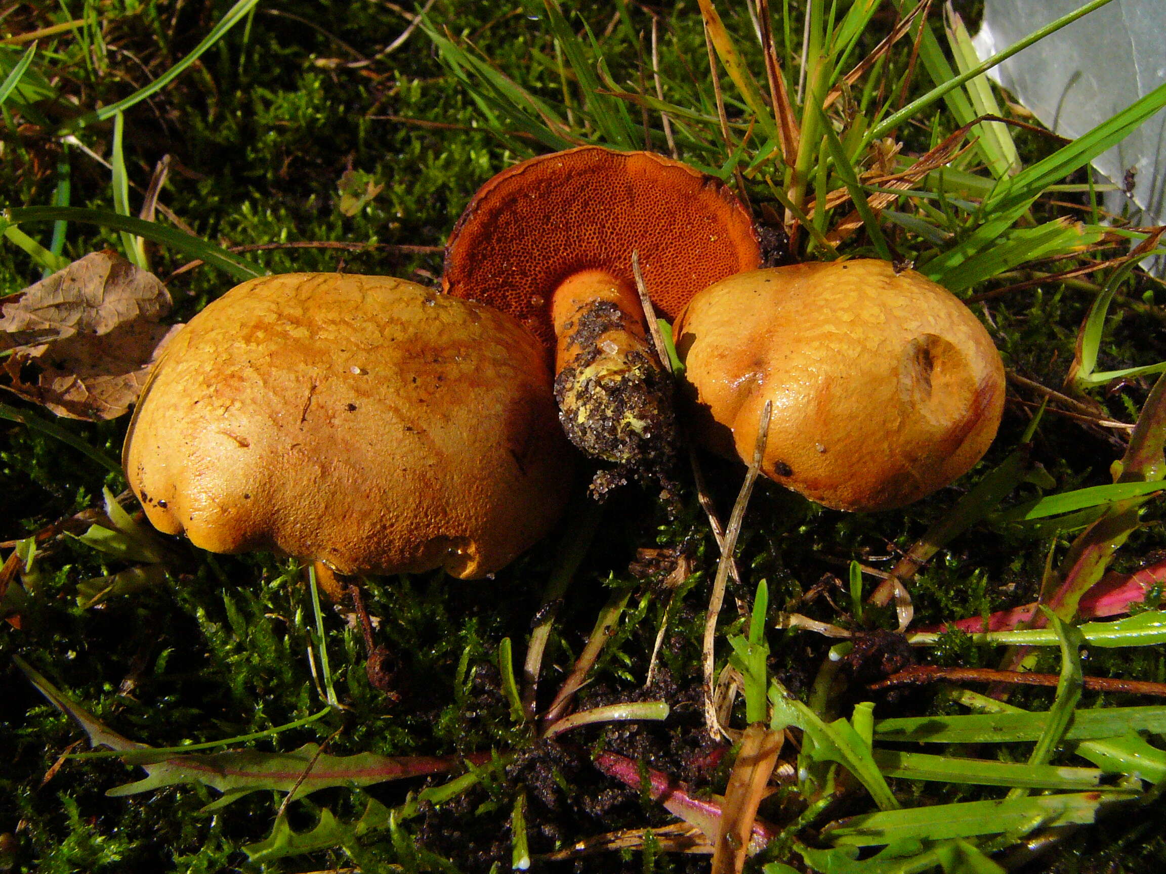 Image of Chalciporus piperatus