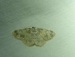 صورة Charissa variegata Duponchel 1830