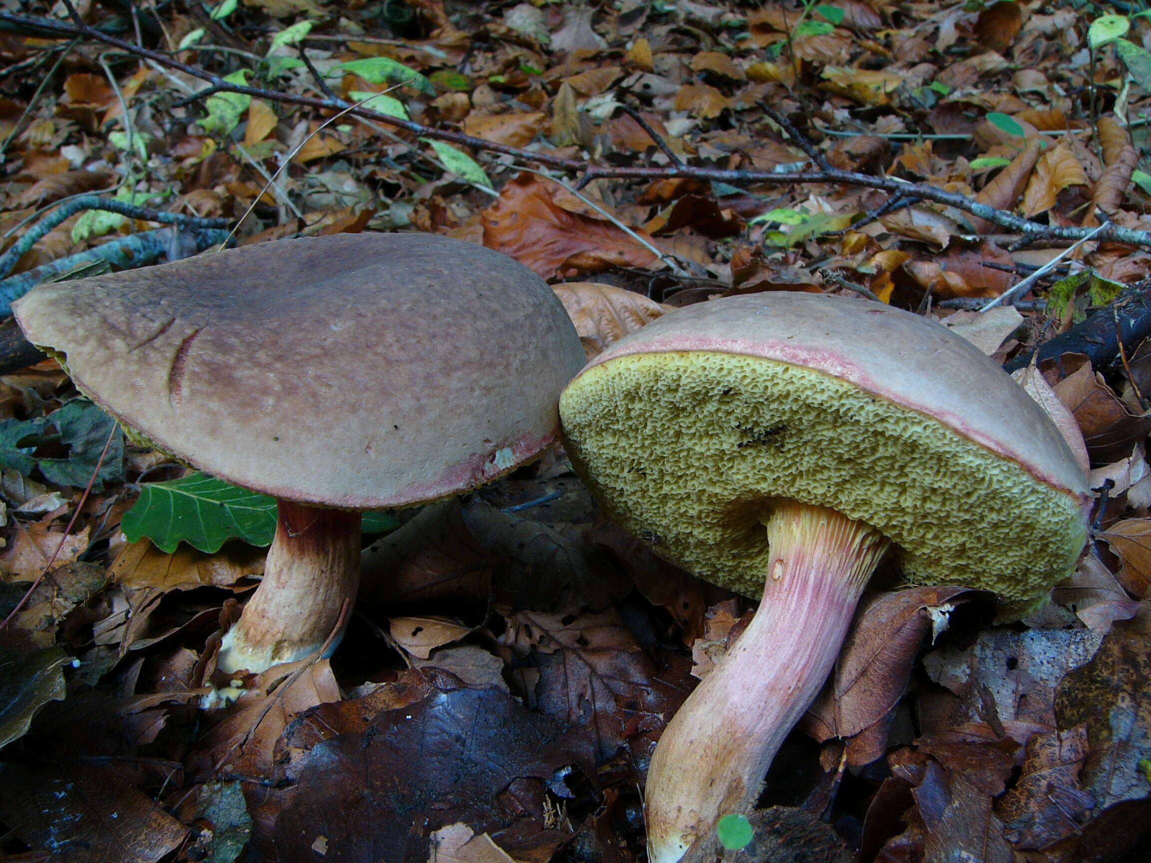 Image of Xerocomellus pruinatus (Fr. & Hök) Šutara 2008