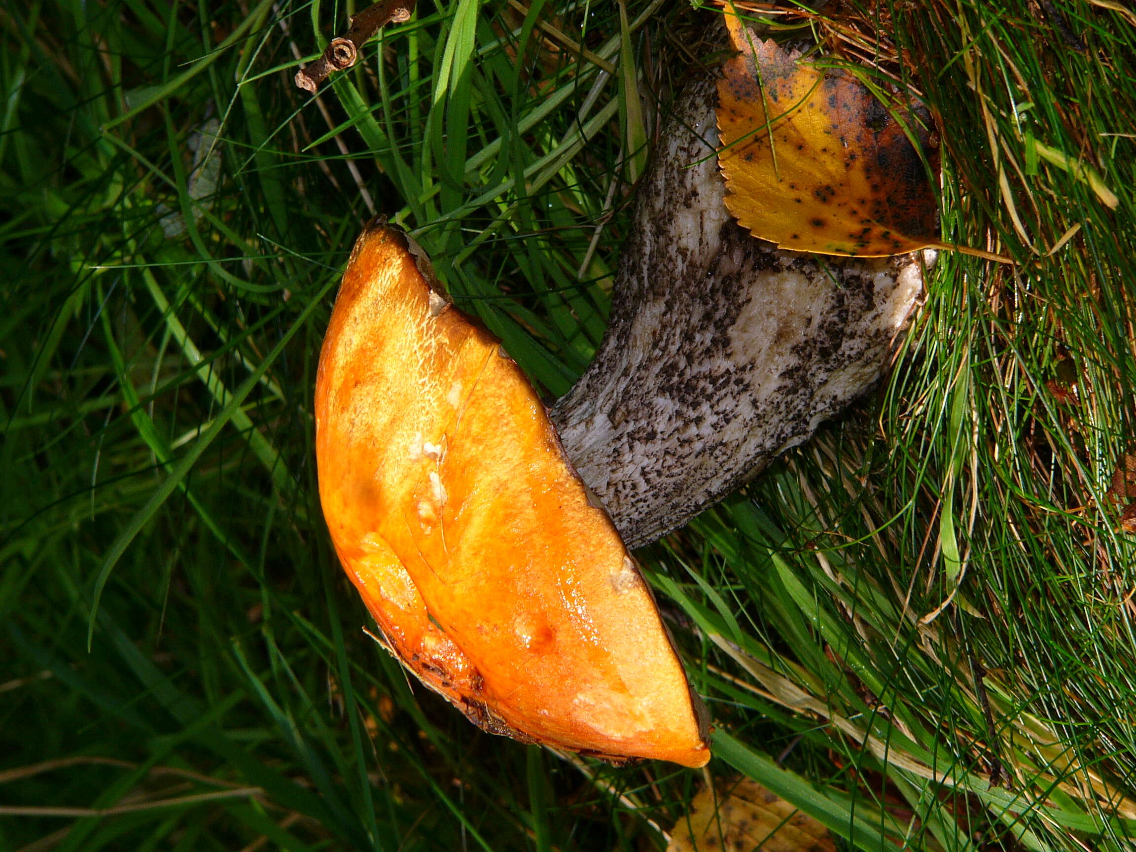 Image of Leccinum versipelle (Fr. & Hök) Snell 1944