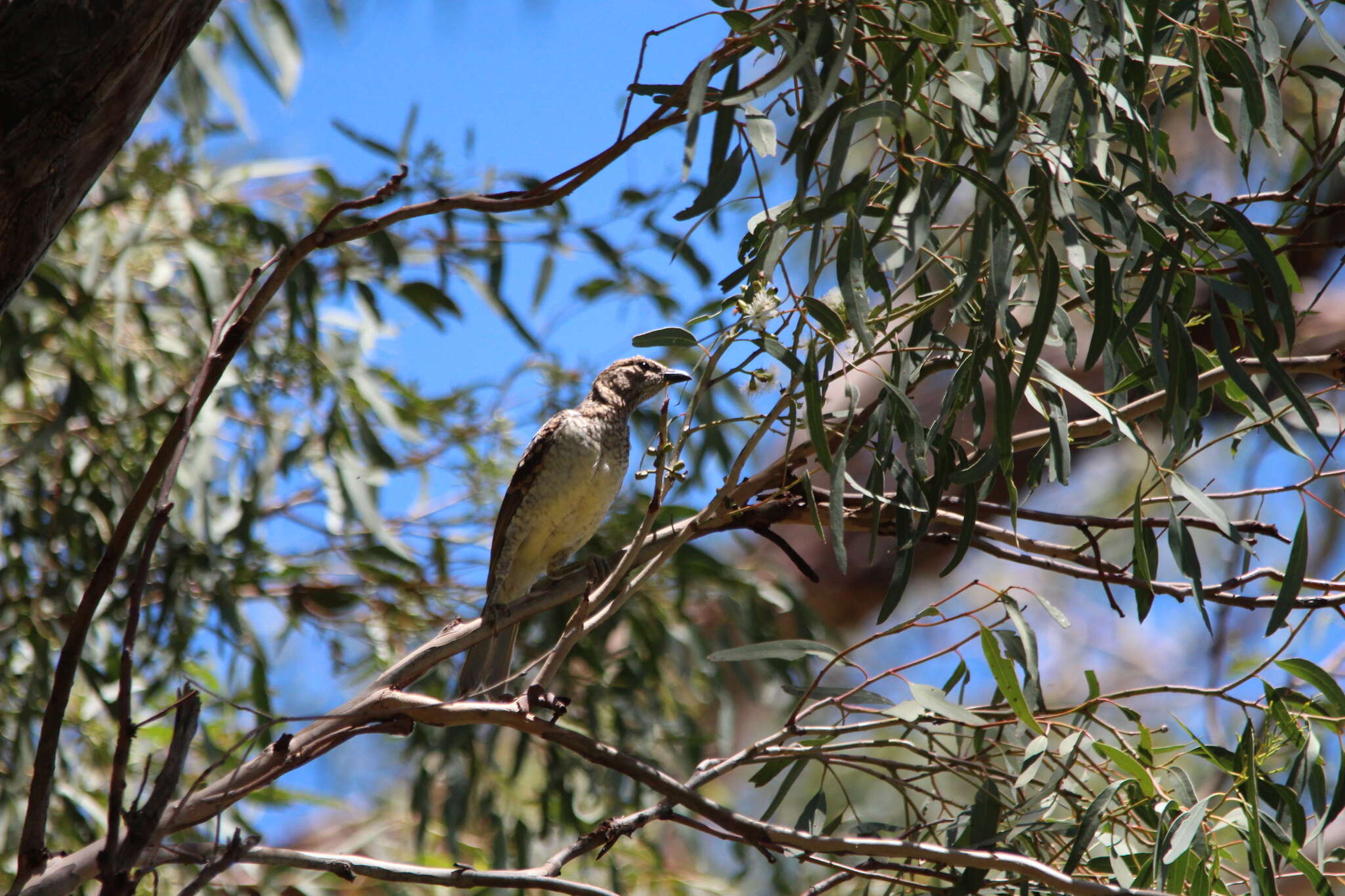 Image of Spotted Bowerbird