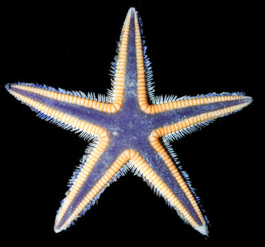 Image of Astropecten articulatus (Say 1825)