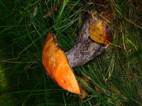 Image of Leccinum versipelle (Fr. & Hök) Snell 1944