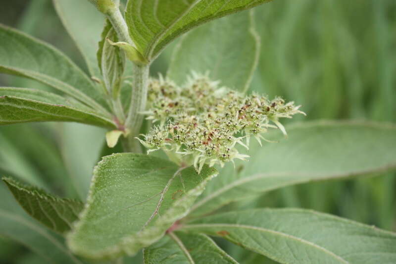 Cyphostemma crotalarioides (Planch.) Descoings ex Wild & R. B. Drumm. resmi