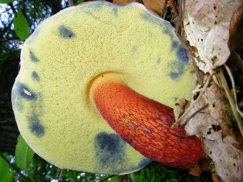 Image of Scarlet-stemmed Bolete