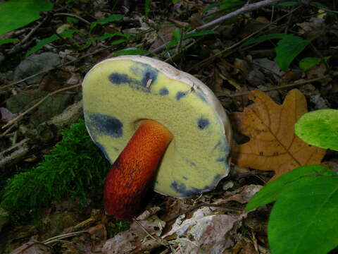 Image of Scarlet-stemmed Bolete