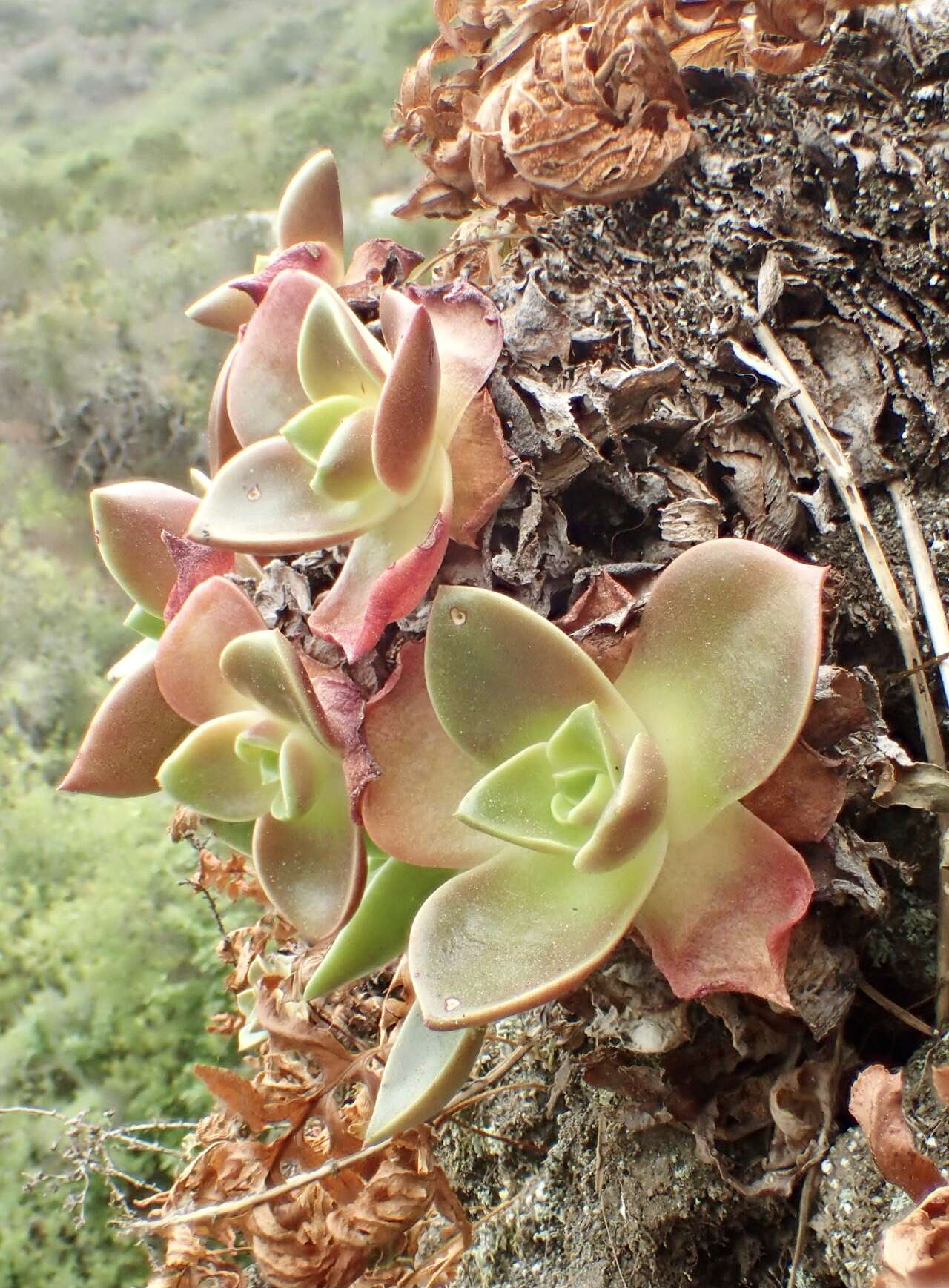 Imagem de Dudleya stolonifera Moran