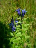 Image of Gentiana asclepiadea L.