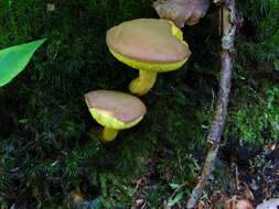 Image of Boletus subtomentosus L. 1753