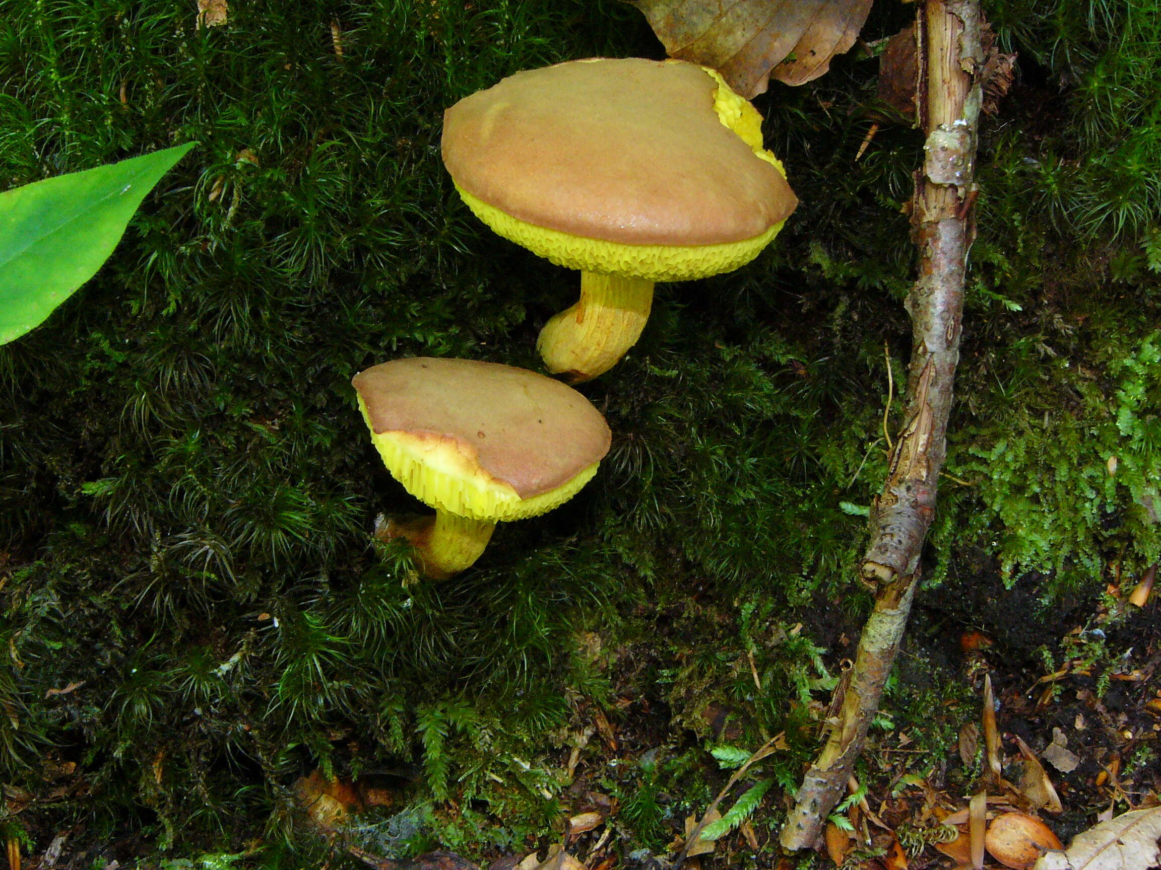 Image of Boletus subtomentosus L. 1753