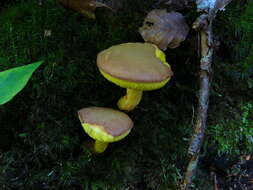 Image of Boletus subtomentosus L. 1753