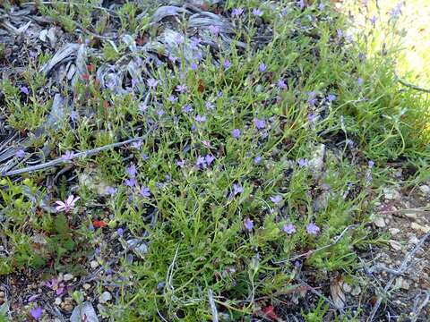 Image of volcanic gilia