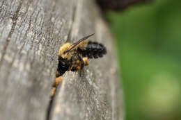 Image of Megachile nigriventris Schenck 1870