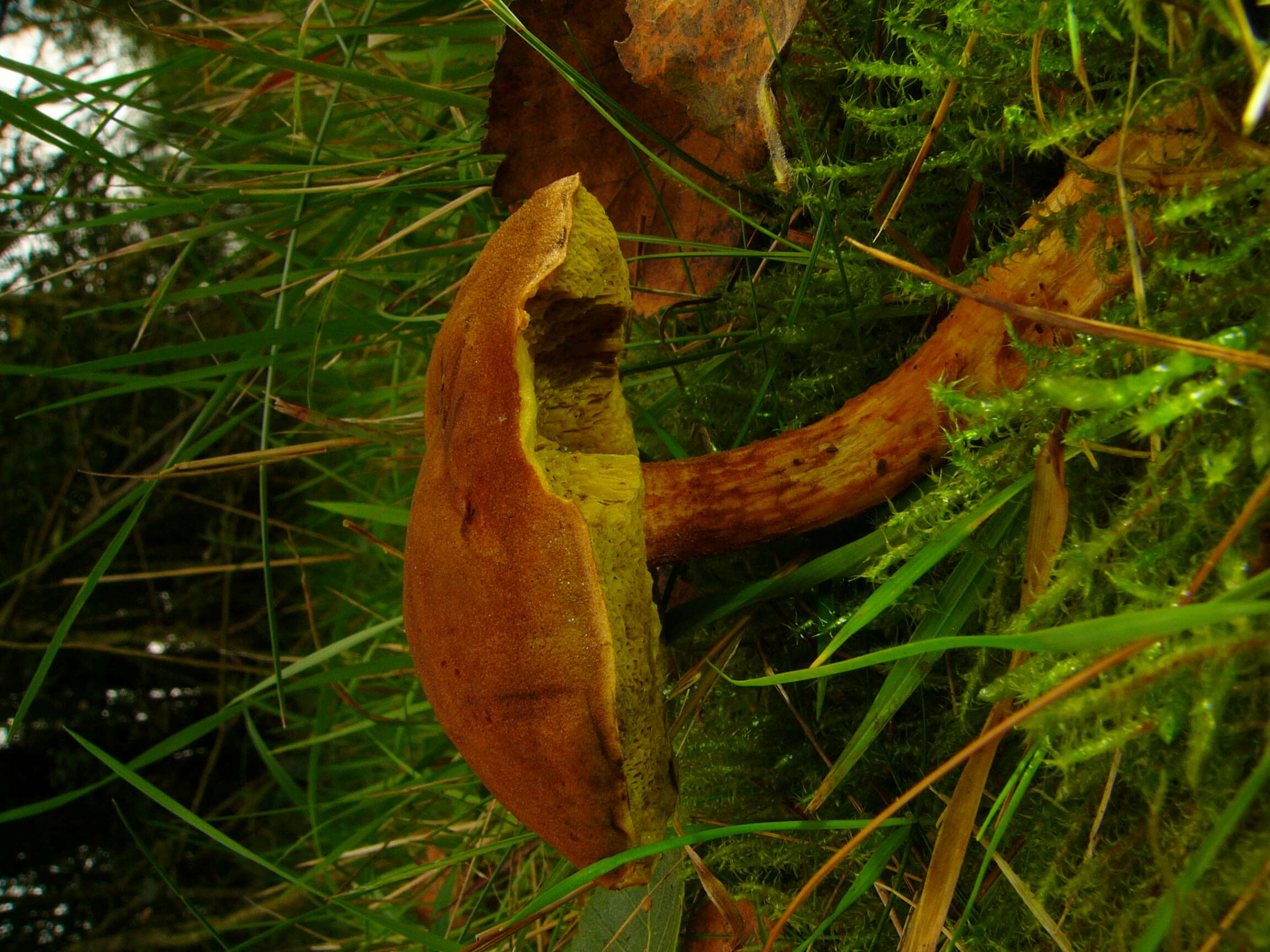 Image of Boletus subtomentosus L. 1753