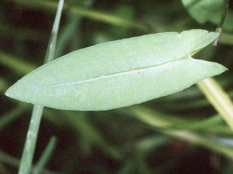 Image of Arrow-Leaf Tearthumb