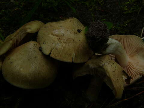 Image of Entoloma sinuatum (Bull.) P. Kumm. 1871