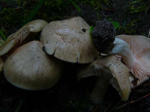 Image of Entoloma sinuatum (Bull.) P. Kumm. 1871