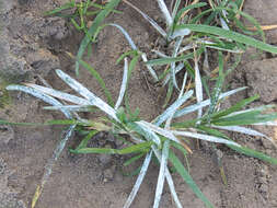 Image of Smooth Meadow-grass