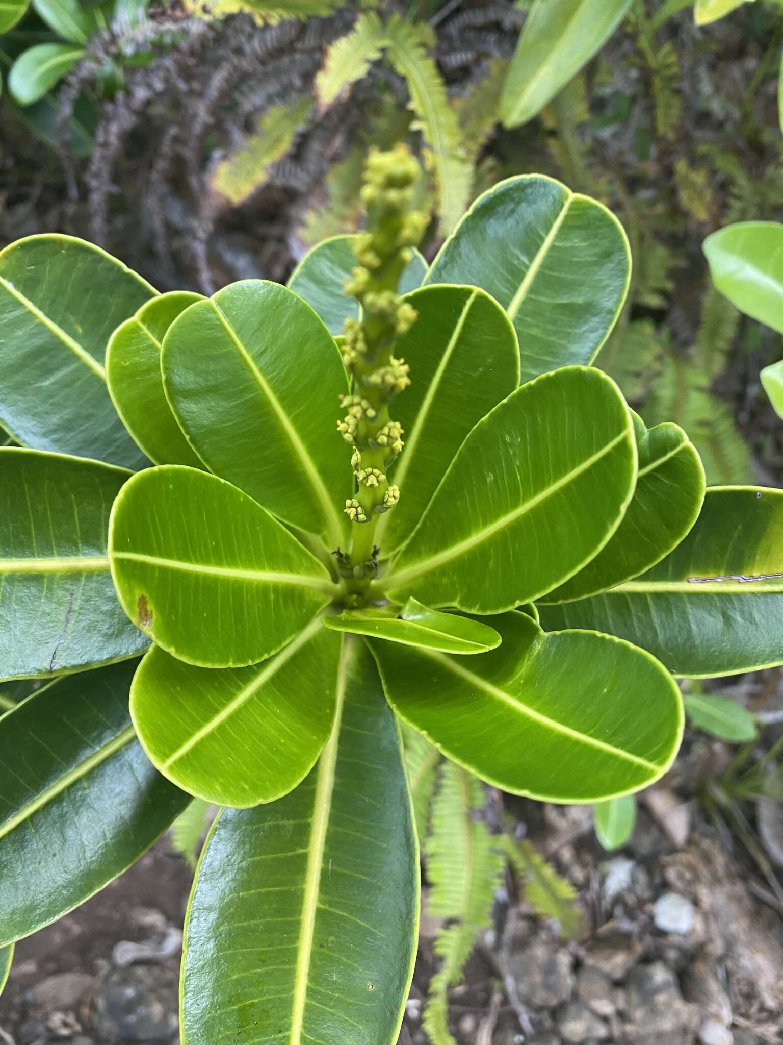 Image de Stillingia lineata (Lam.) Müll. Arg.