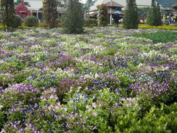 Image of torenia