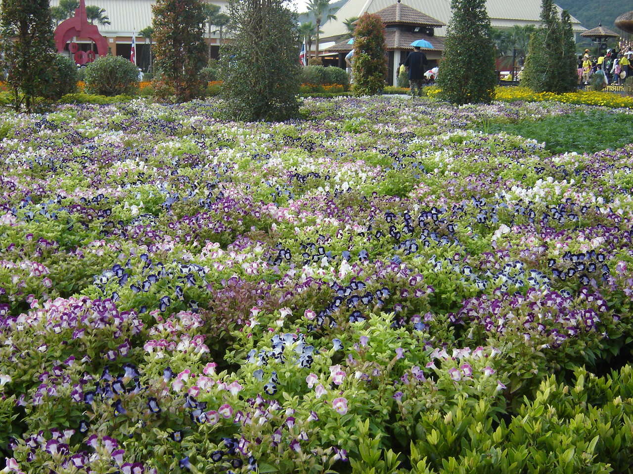 Image of torenia