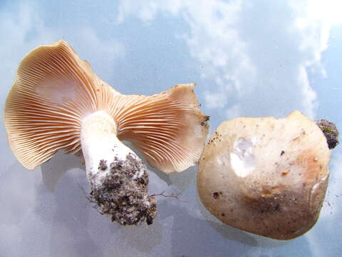 Image of Entoloma sinuatum (Bull.) P. Kumm. 1871