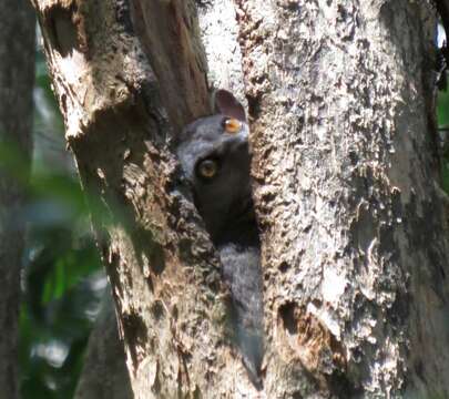 Image of Randrianasolo's Sportive Lemur