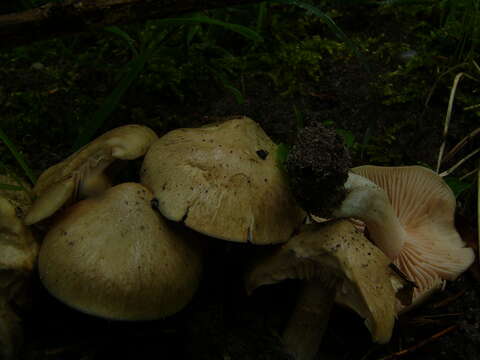 Image of Entoloma sinuatum (Bull.) P. Kumm. 1871