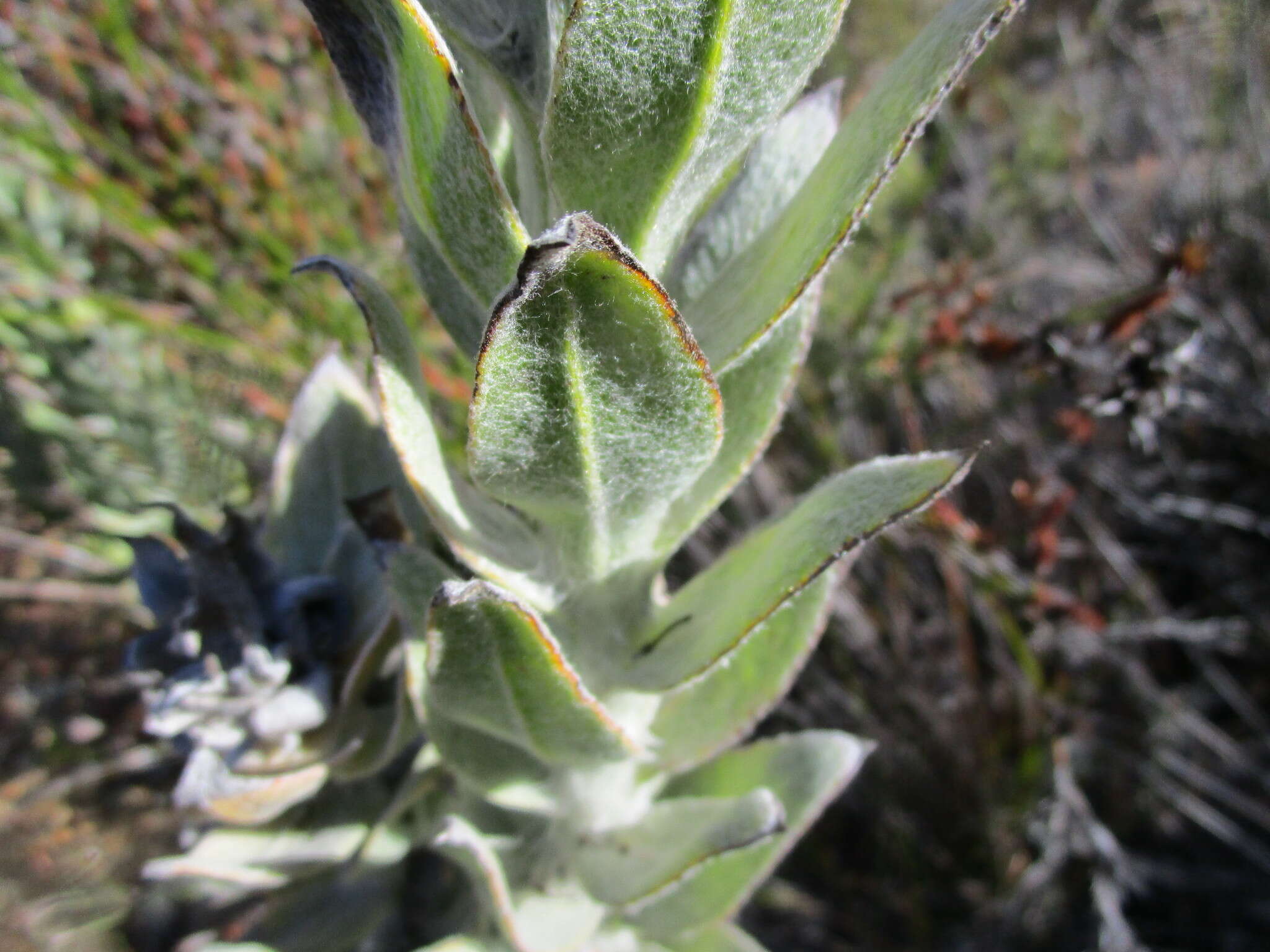 Syncarpha milleflora (L. fil.) B. Nord. resmi