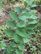 Imagem de Lathyrus polyphyllus Torr. & A. Gray