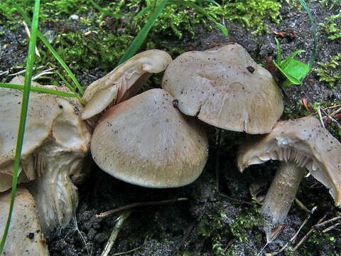 Image of Entoloma sinuatum (Bull.) P. Kumm. 1871